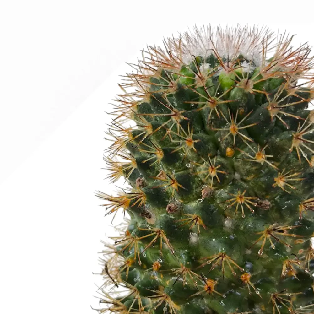 Маммиллярия усатая / Mammillaria mystax купить