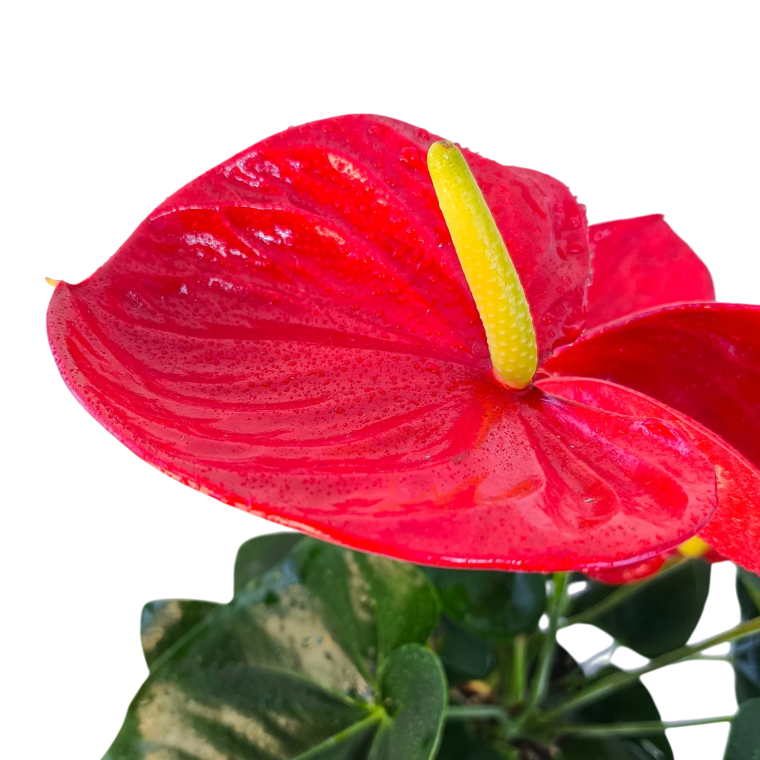Антуриум Андреанум Валера / Anthurium Andreanum Valera купить