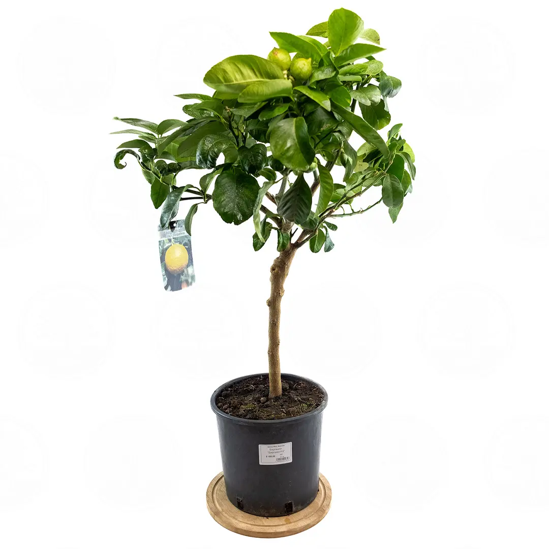 Бергамот Бергамотто / Bergamot Bergamotto — цитрусовое растение, детальное фото
