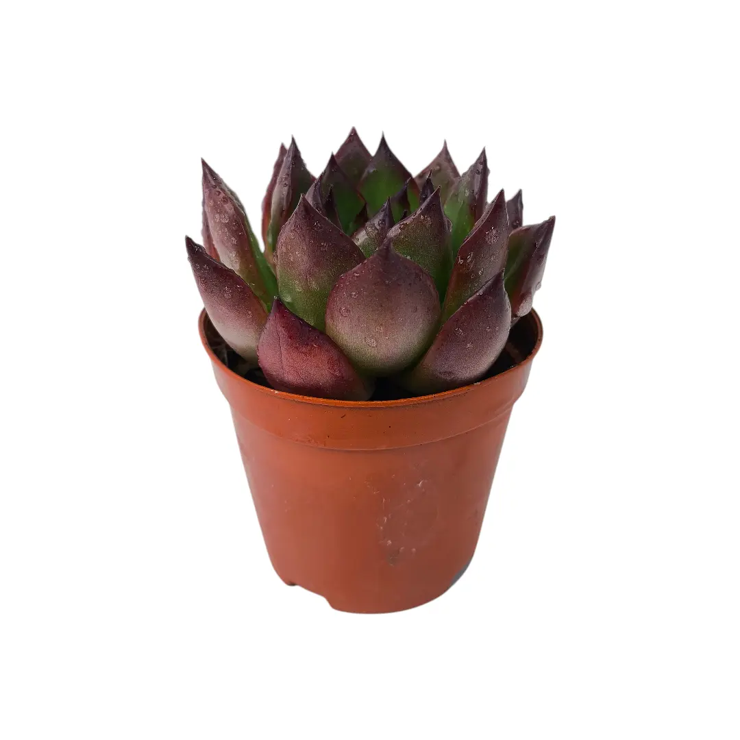 Эхеверия Агавовидная Мустанг / Echeveria agavoides Mustang купить