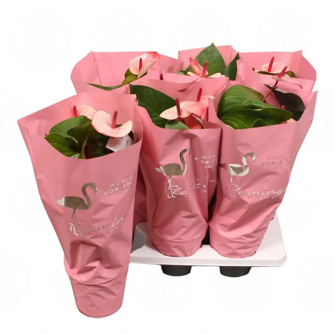 Антуриум Фламинго Пинк / Anthurium Flamingo Pink купить