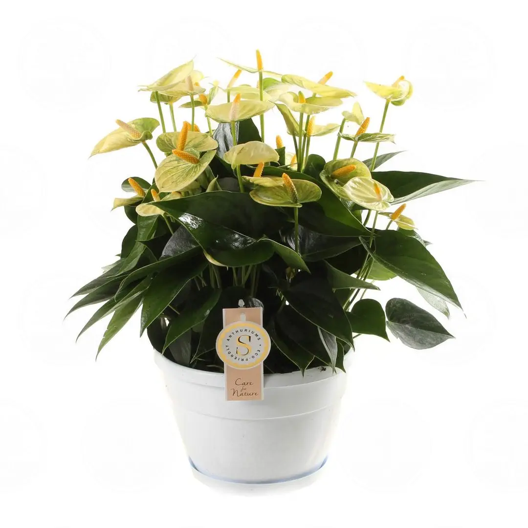 Антуриум Елоу Чампион / Anthurium YELLOW CHAMPION купить