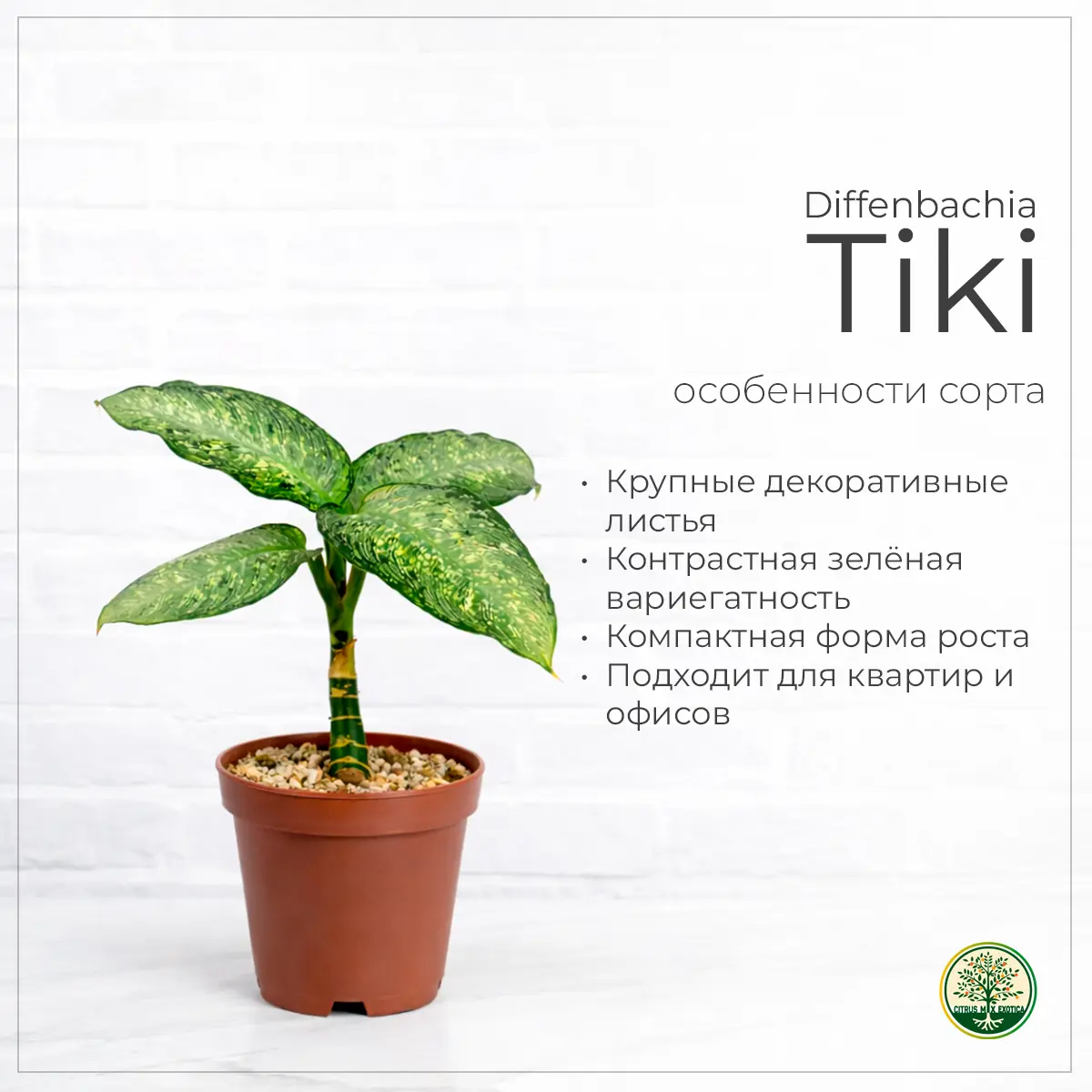 Dieffenbachia Tiki вариегатные листья