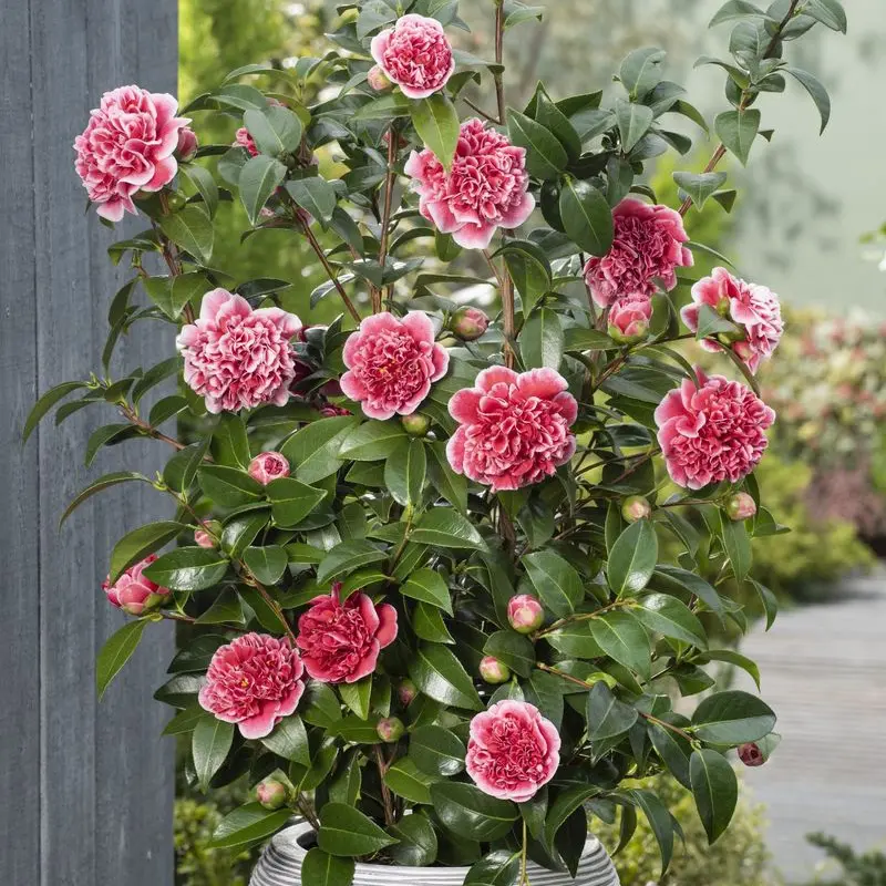 Камелия Волунтир / Camellia JAP. Volunteer купить