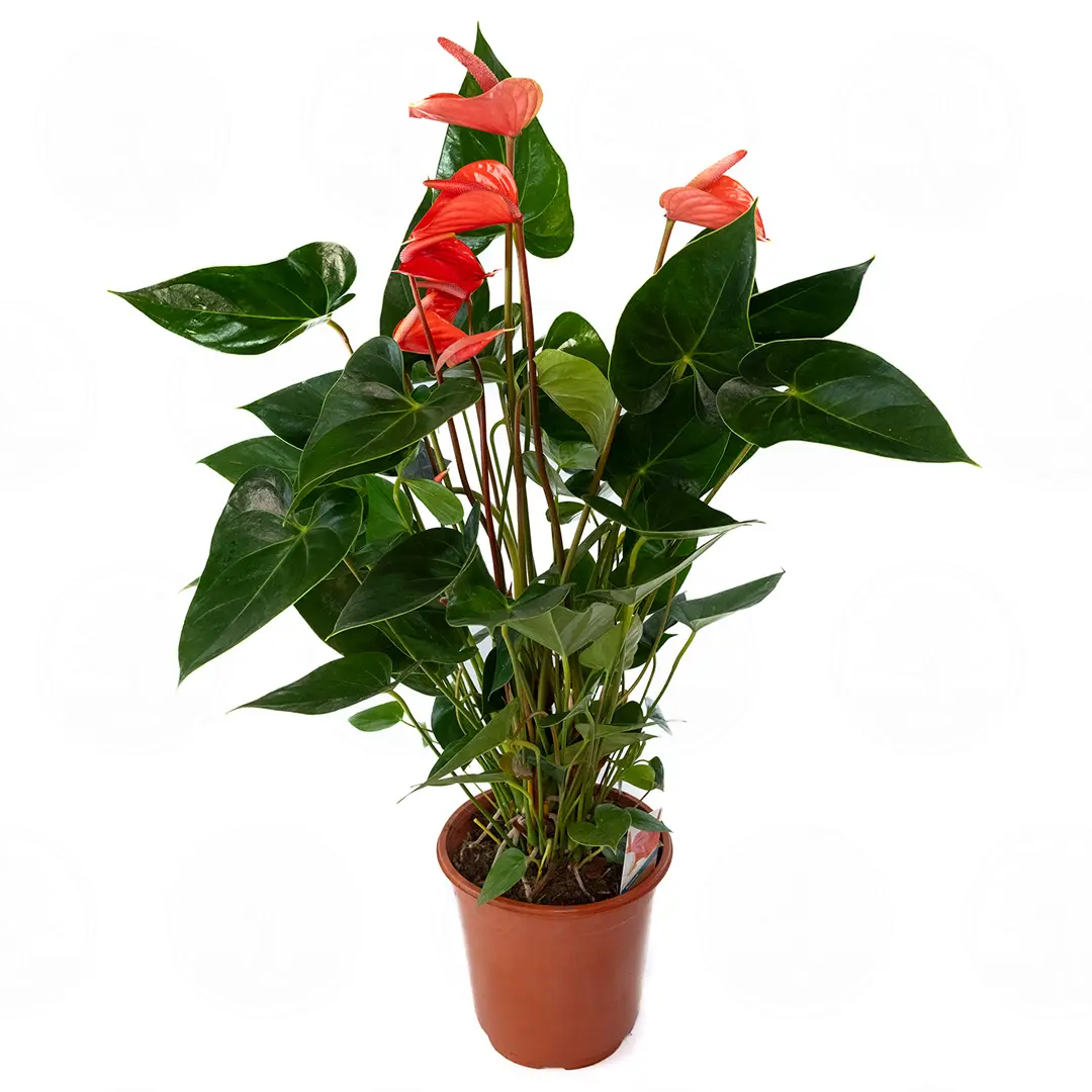 Антуриум Бэйсик лайн микс / Anthurium Basic line mix купить