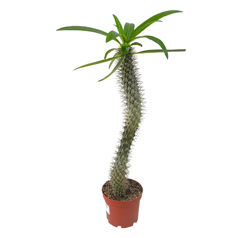Пахиподиум / Pachypodium  Lamerei купить