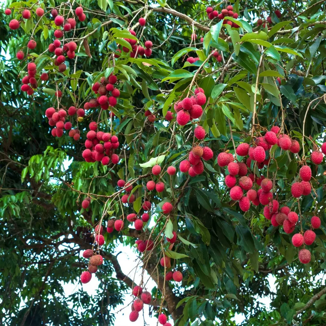 Личи Квай май пинк / Litchi Kway my pink