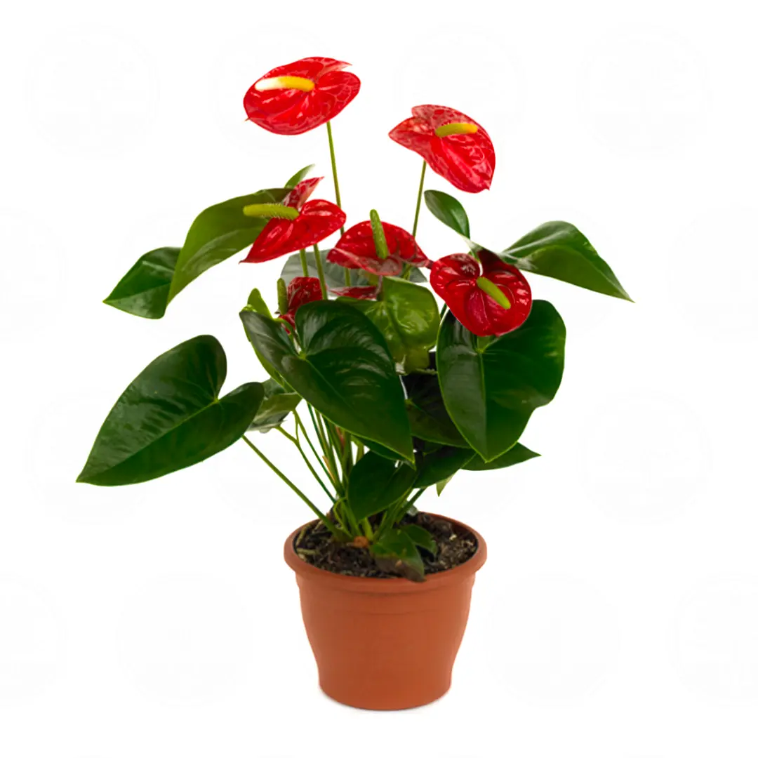 Антуриум Роял Чампион / Anthurium ROYAL CHAMPION купить