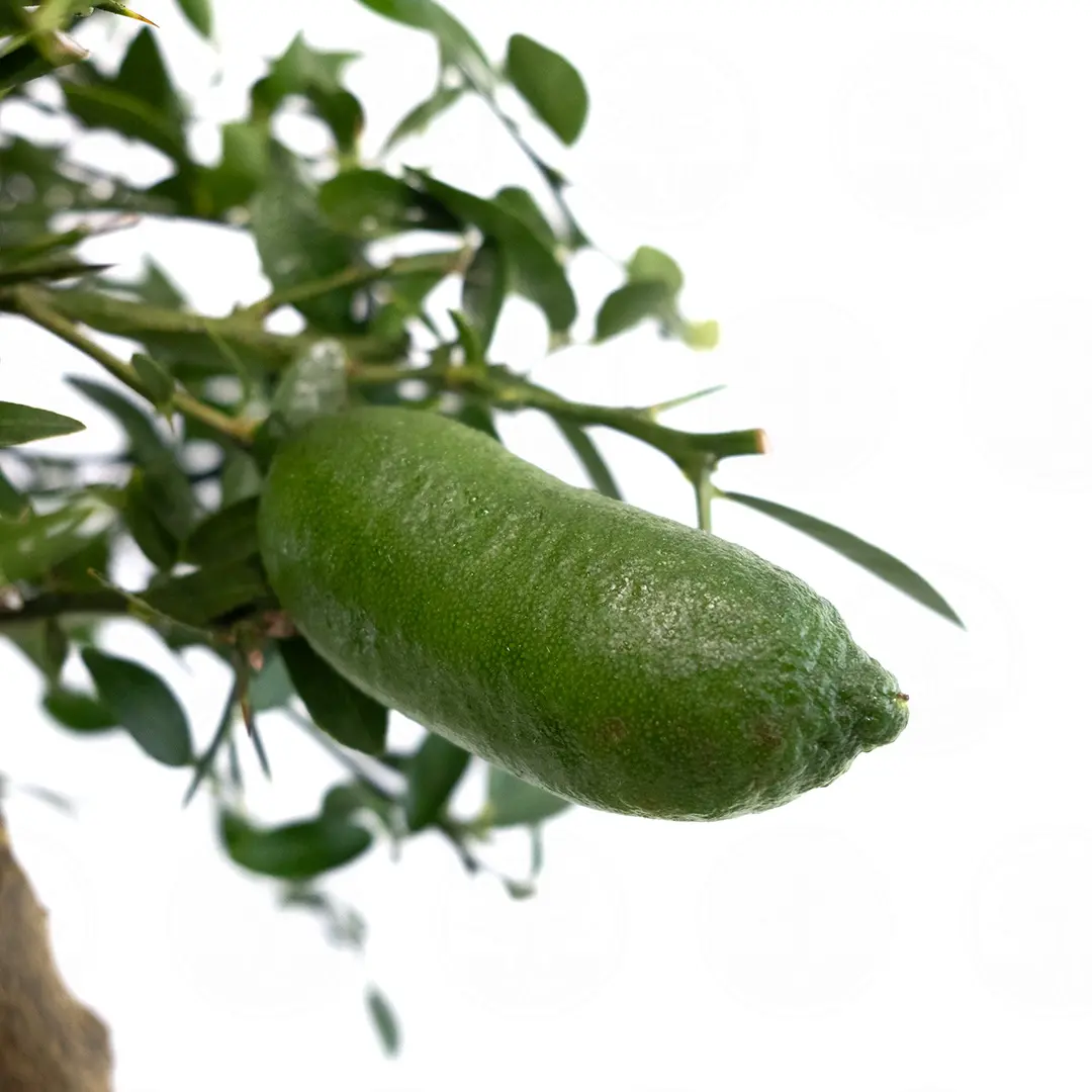 Микроцитрус Фаустрайм / Microcitrus Faustrime — цитрусовое растение, детальное фото
