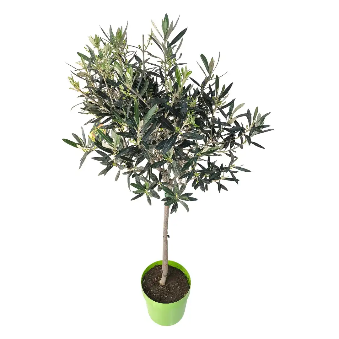 Олива европейская / Olea europaea