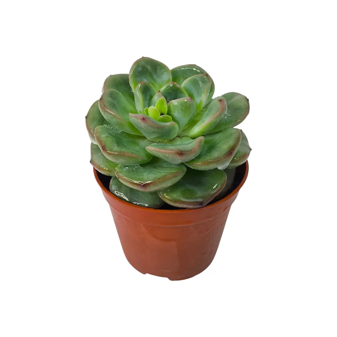 Эхеверия Строберри / Echeveria Strawberry Ice, Strawberry Jam купить