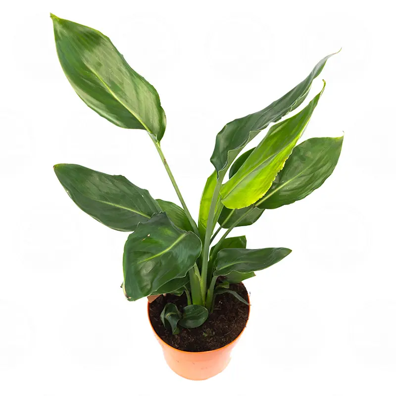 Стрелиция Реджина / Strelitzia Reginae купить