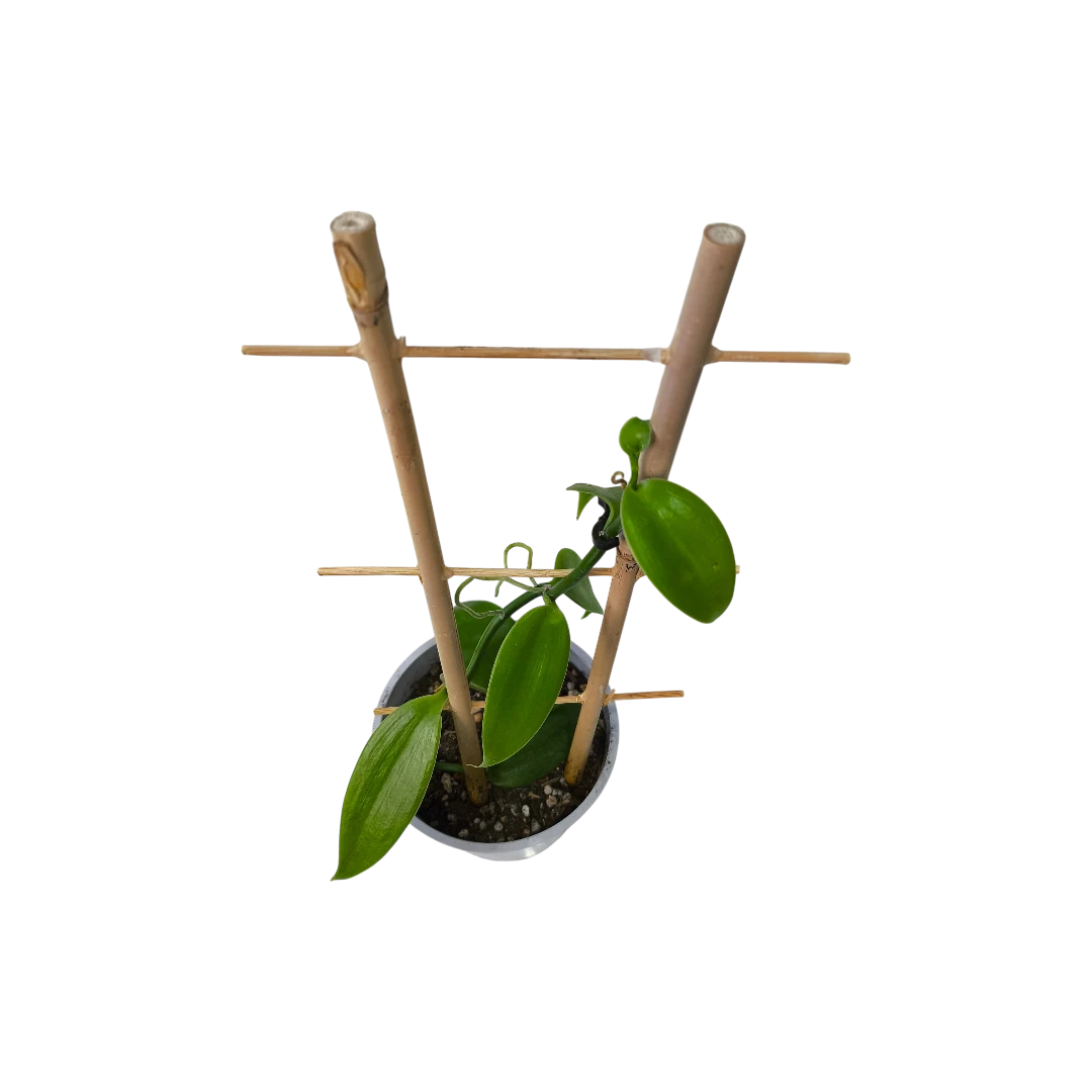 Ваниль плосколистная (орхидея)/ Vanilla planifolia