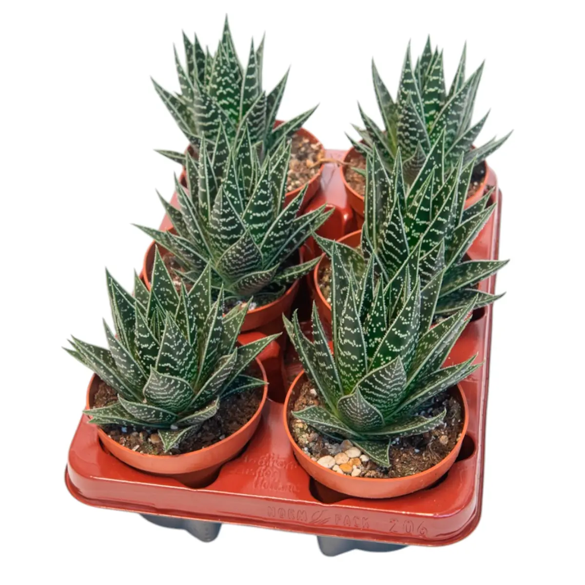 Алоэ Tiki Tahi купить