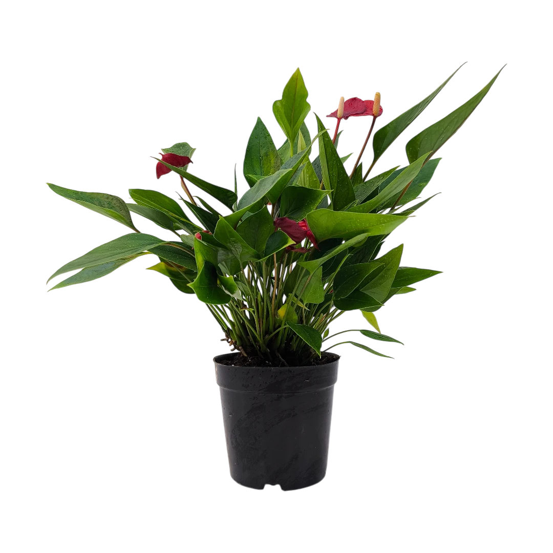 Антуриум Андреанум Триллионс Рэд / Anthurium Andreanum Trillion Red купить