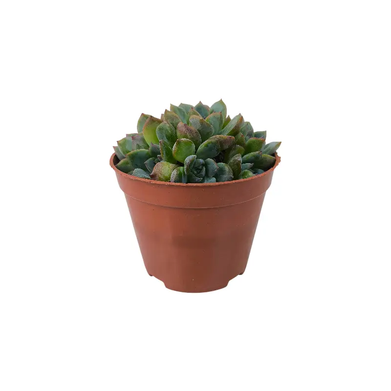 Эхеверия Апус / Echeveria Apus купить