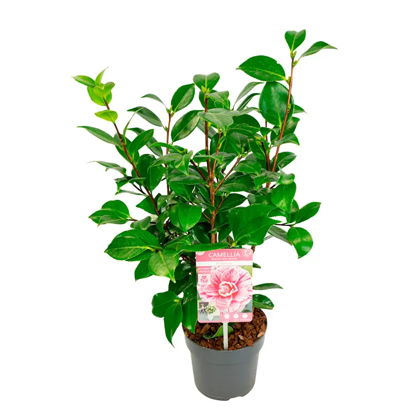 Камелия Бономина / Camellia JAP. Bonomiana купить