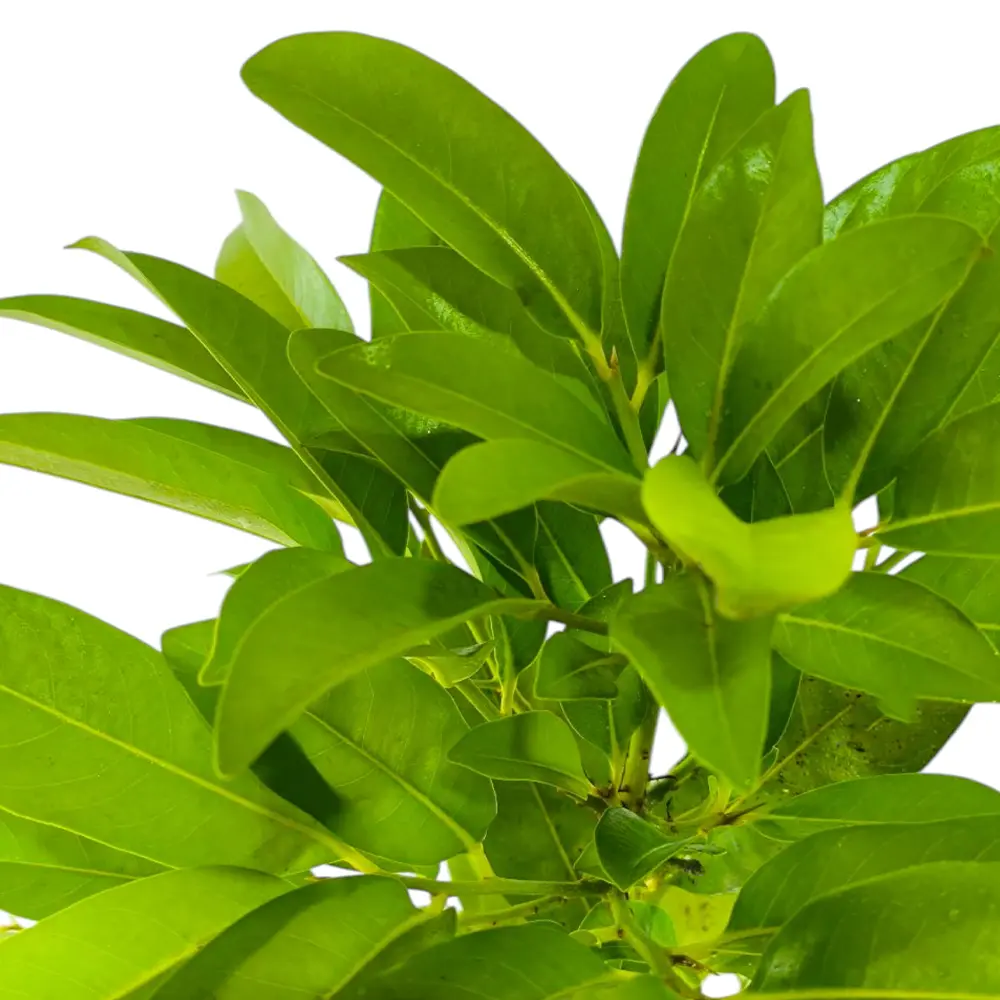 Сапота черная / Diospyros nigra