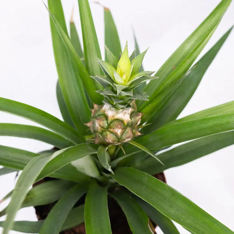 Ананас / Ananas