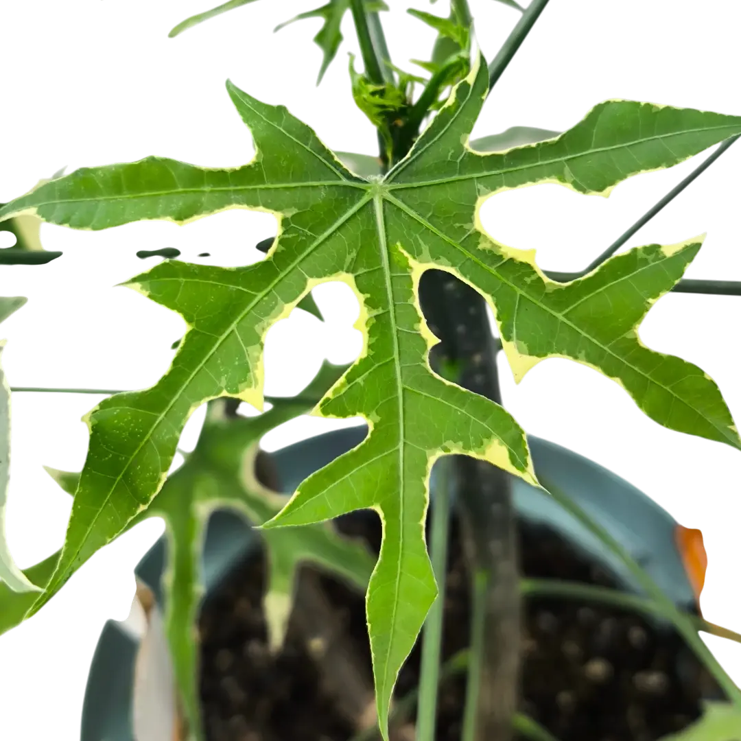 Книдосколус аконитолистный варегатный / Cnidoscolus aconitifolius variegated