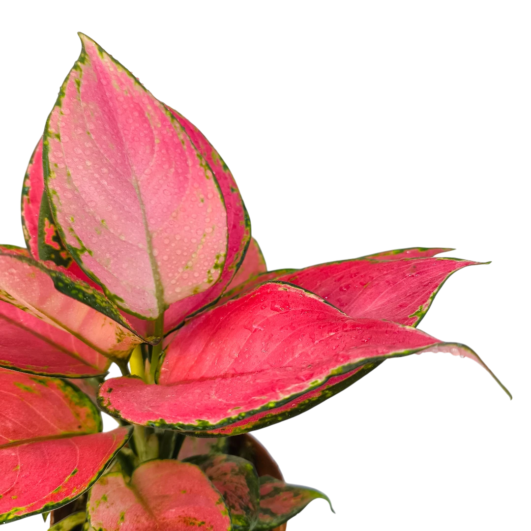 Аглаонема Джили Ред / Aglaonema Jili Red купить