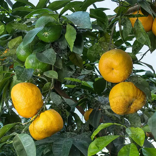 Померанец Фоетифера / Bitter Orange Foetifera — цитрусовое растение, детальное фото
