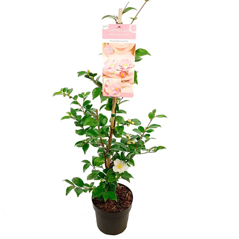 Камелия Винтер Парфюм Пинк / Camellia Winter Perfume Pink купить