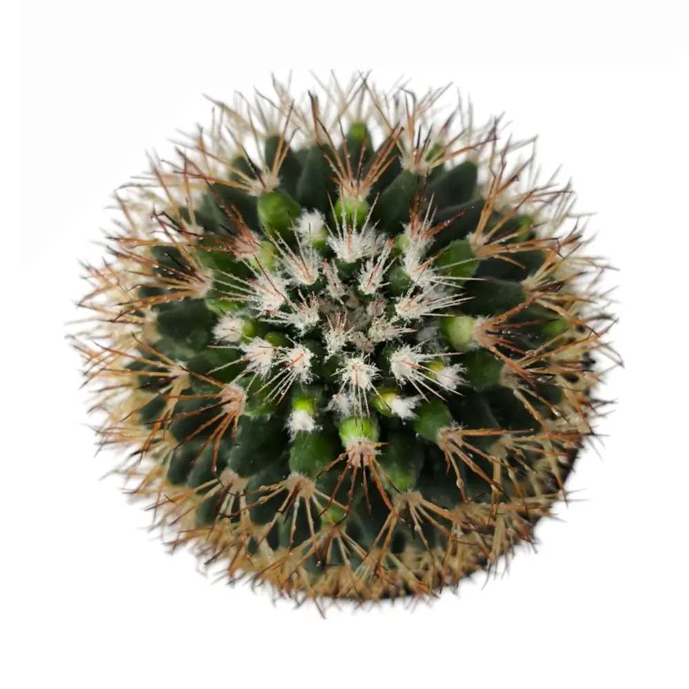 Маммиллярия усатая / Mammillaria mystax купить