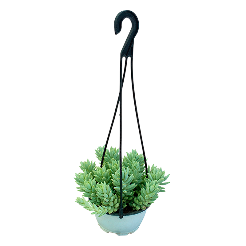 Гибрид седум х седеверия Гарри / Sedum х Sedeveria Harry купить