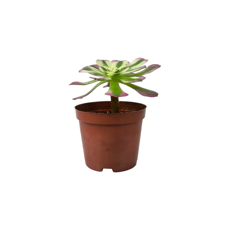 Эониум Пинк Витч вариегата / Aeonium Pink Witch Variegated Clustering купить