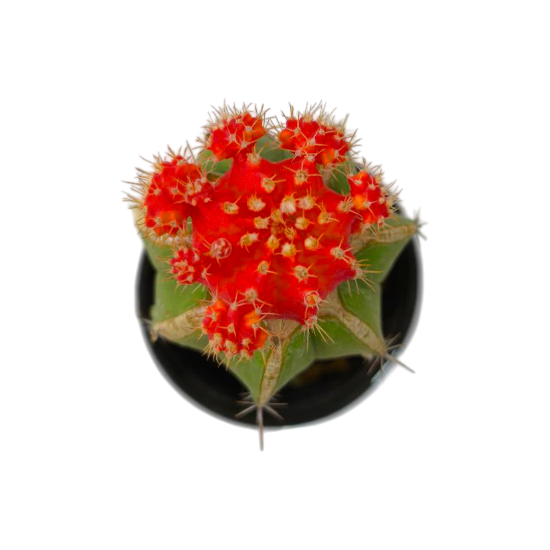 Гимнокалициум Фридриха / Gymnocalycium Friedrichii купить
