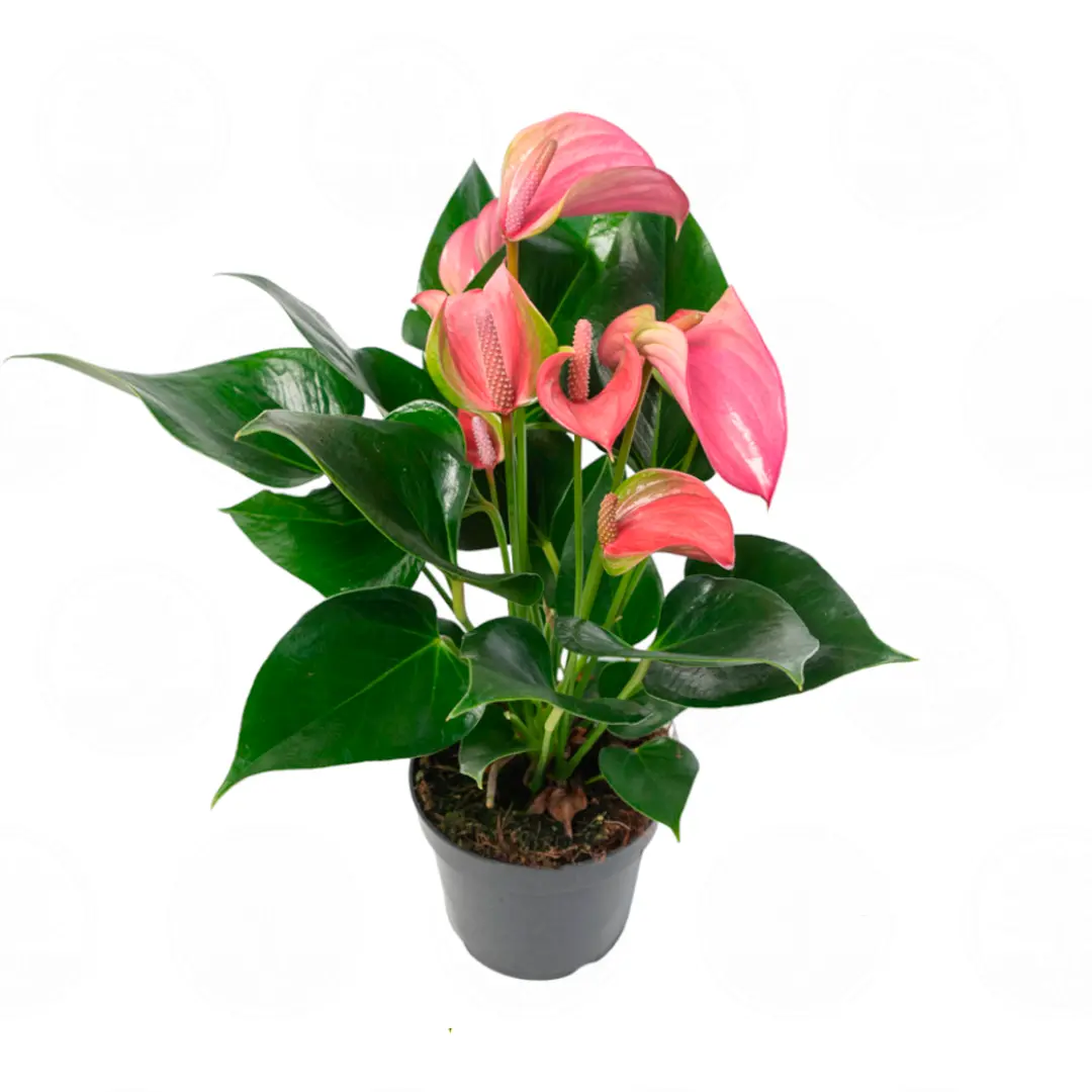 Антуриум Джоли / Anthurium JOLI купить