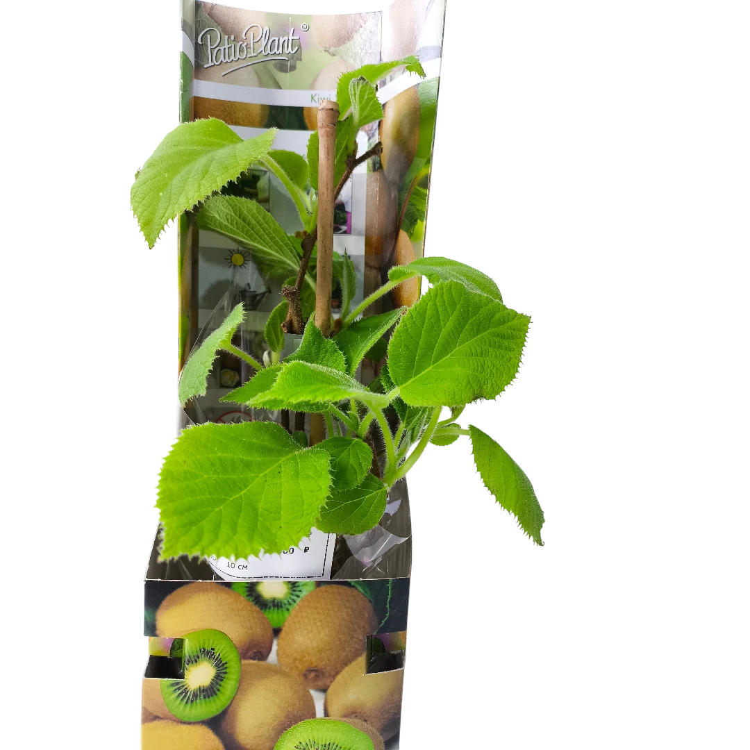 Актинидия деликатесная Дженни (самоплодная)/ Actinidia deliciosa Jenny