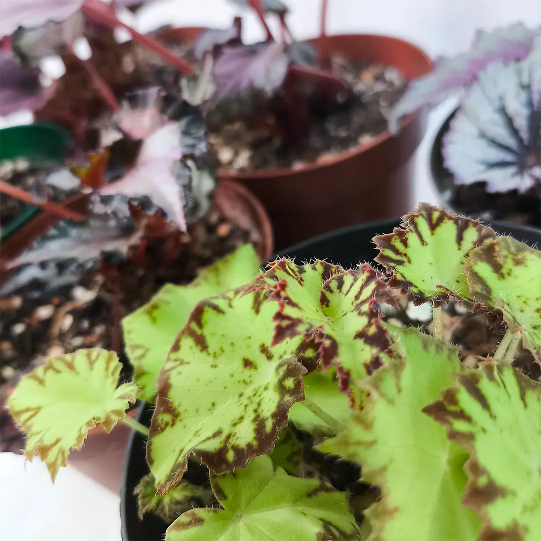 Бегония Белеаф, Рекс/ Begonia Beleaf gemengd купить