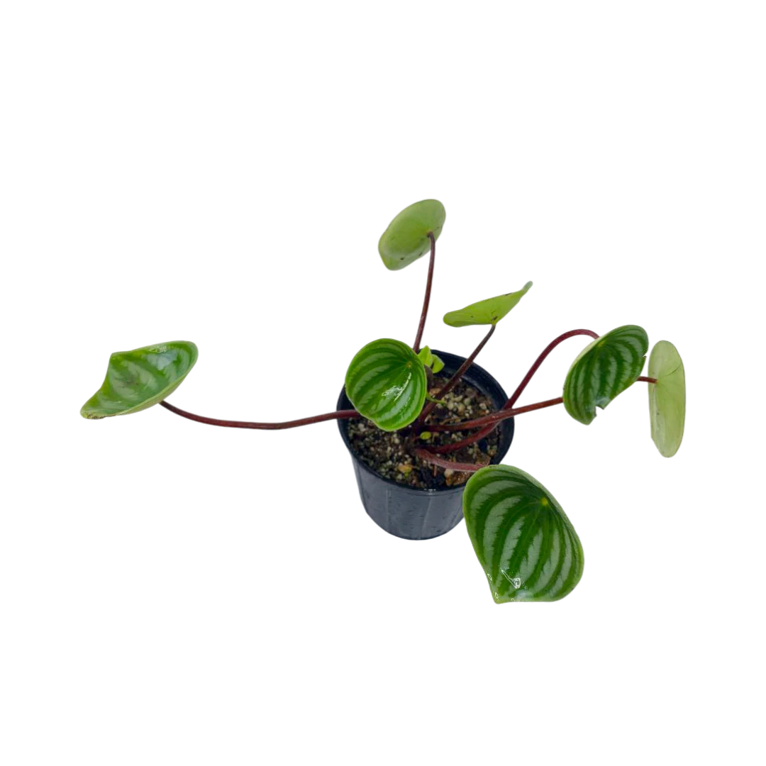 Пеперомия "Аргирея" / Peperomia "Argyreia" купить