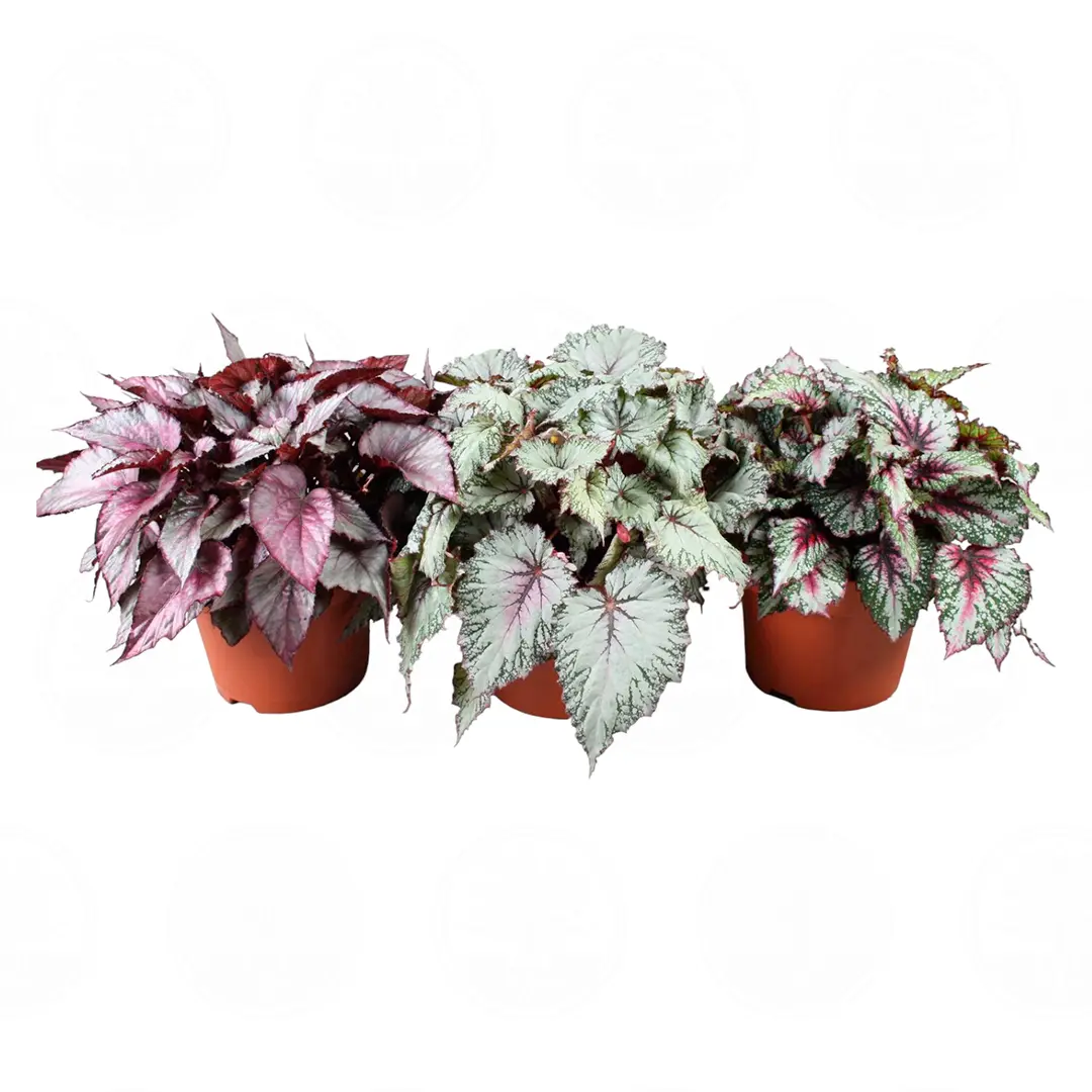 Бегония Белеаф, Рекс/ Begonia Beleaf gemengd купить
