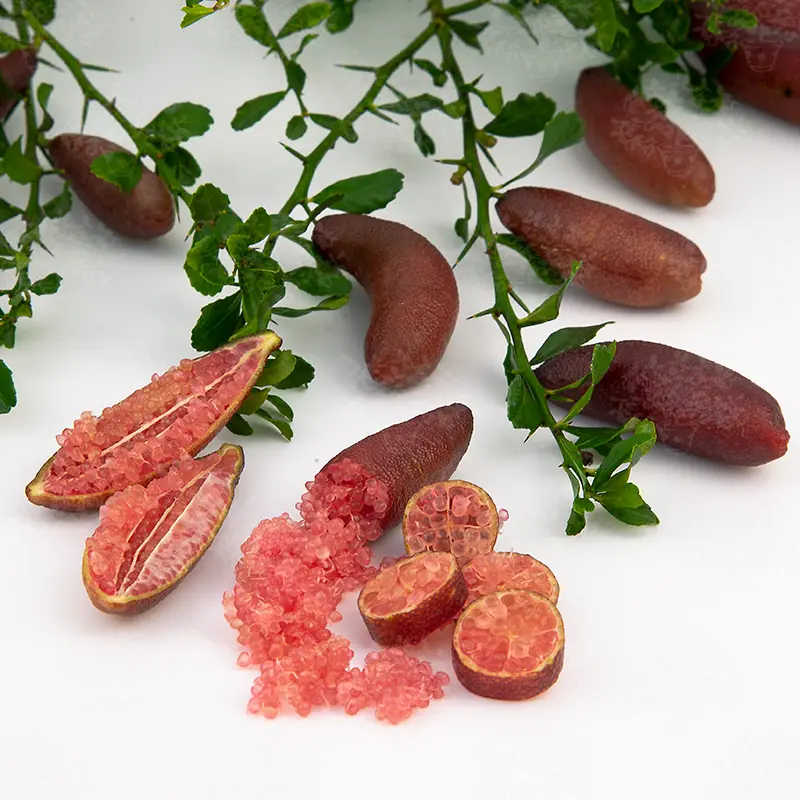 Микроцитрус Вайчоп / Microcitrus Wauchope — цитрусовое растение, детальное фото
