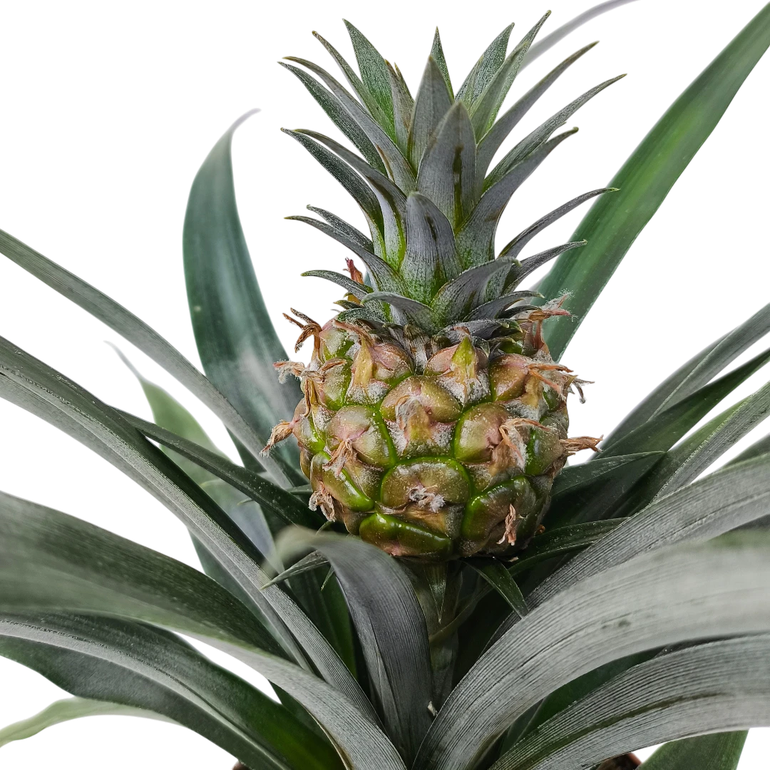 Ананас Розита / Ananas Rosita
