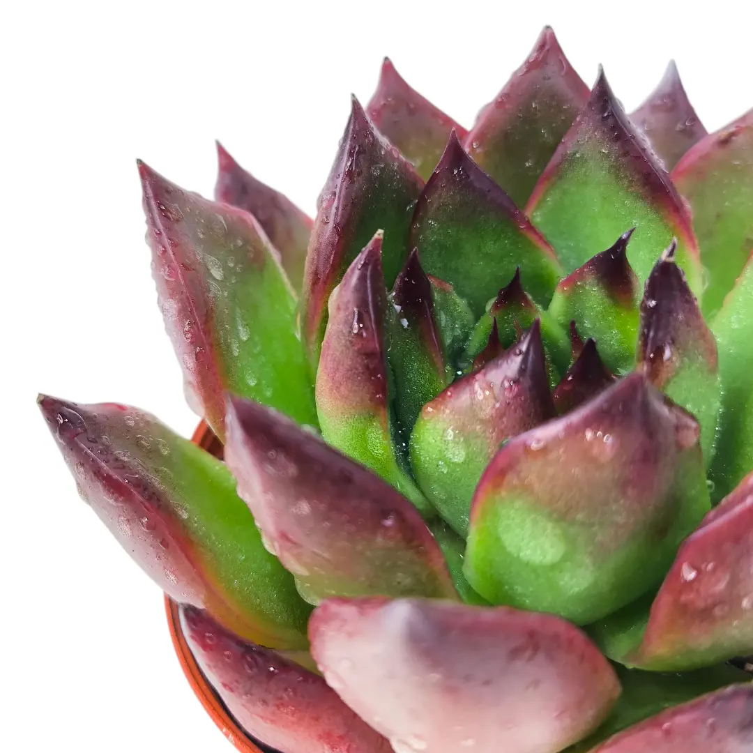 Эхеверия Агавовидная Мустанг / Echeveria agavoides Mustang купить