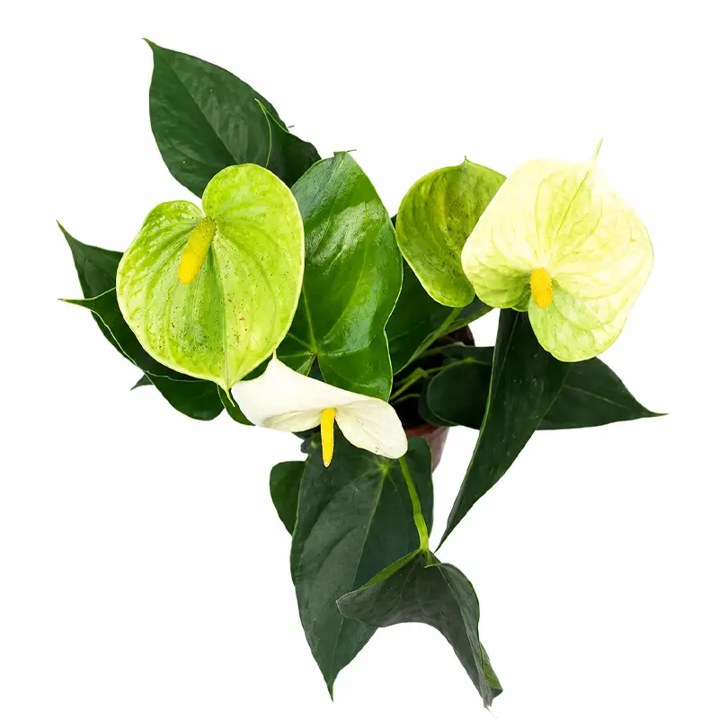 Антуриум Андрианум Ванилла / Anthurium andraeanum Vanilla купить