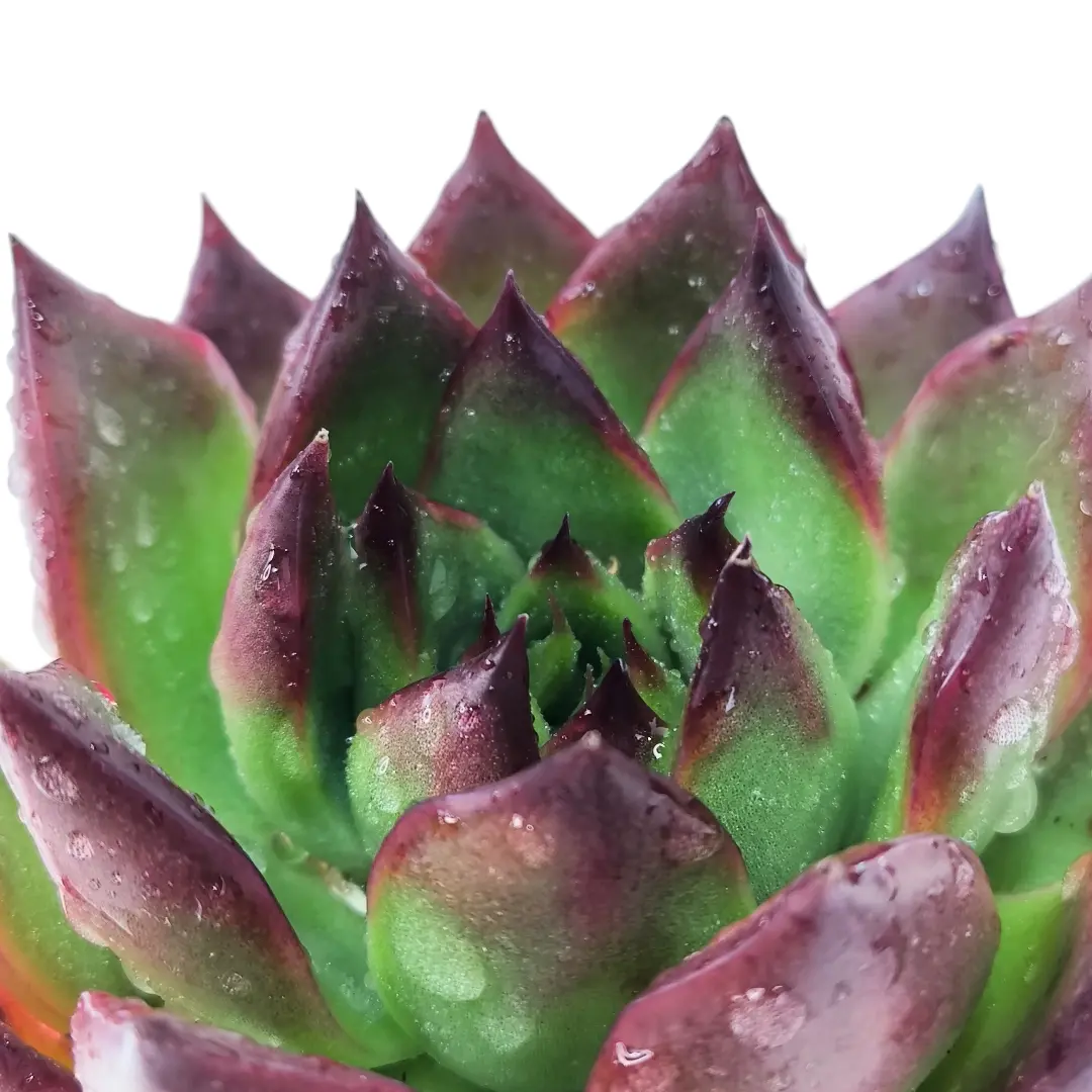 Эхеверия Агавовидная Мустанг / Echeveria agavoides Mustang купить