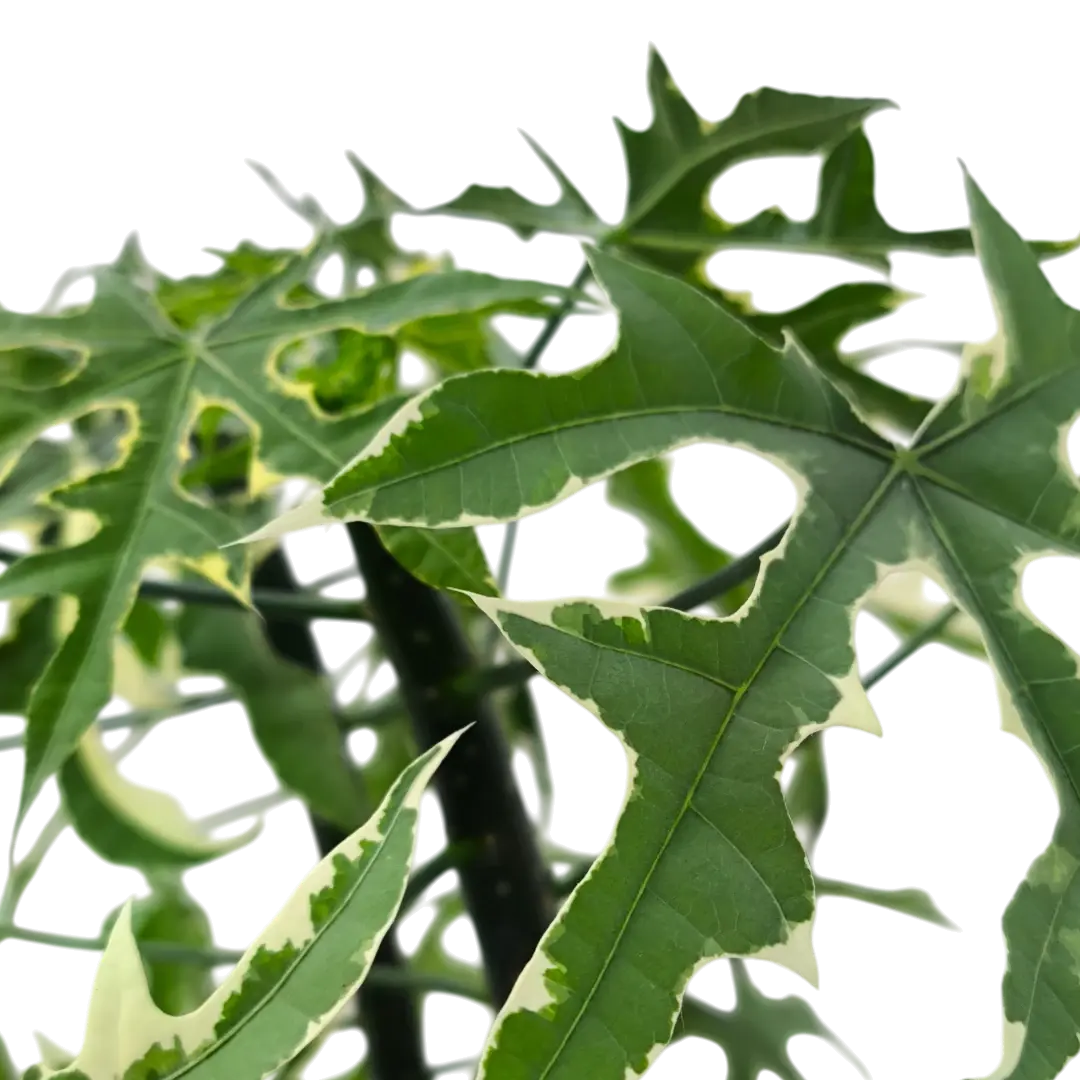 Книдосколус аконитолистный варегатный / Cnidoscolus aconitifolius variegated
