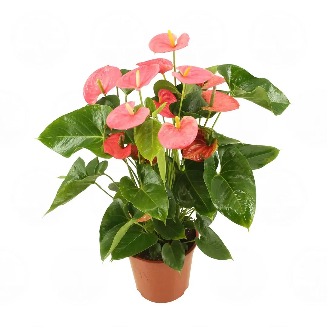 Антуриум Ариса Пинк / Anthurium ARISA PINK купить
