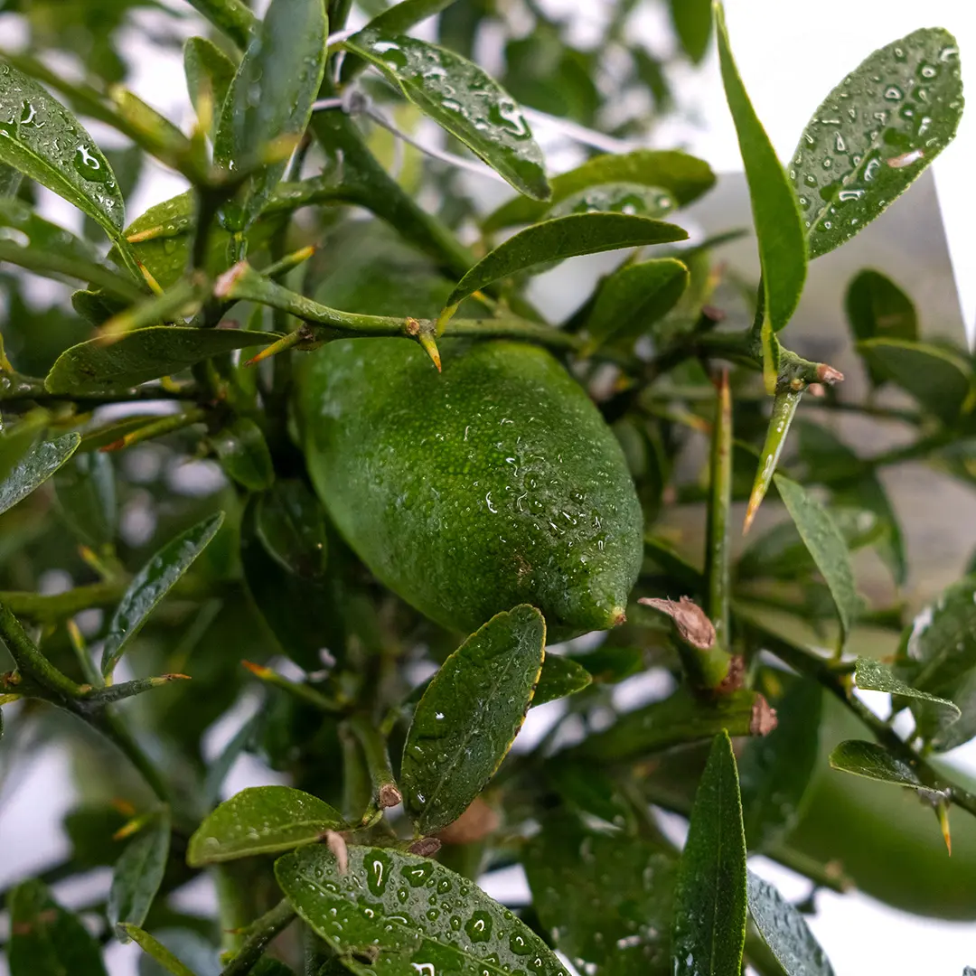 Микроцитрус Фаустрайм / Microcitrus Faustrime — цитрусовое растение, детальное фото
