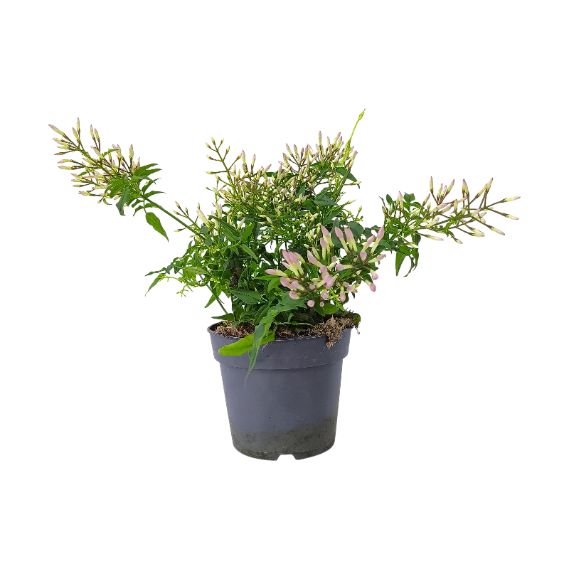 Жасмин многоцветковый /Jasminum Polyantum Wit купить