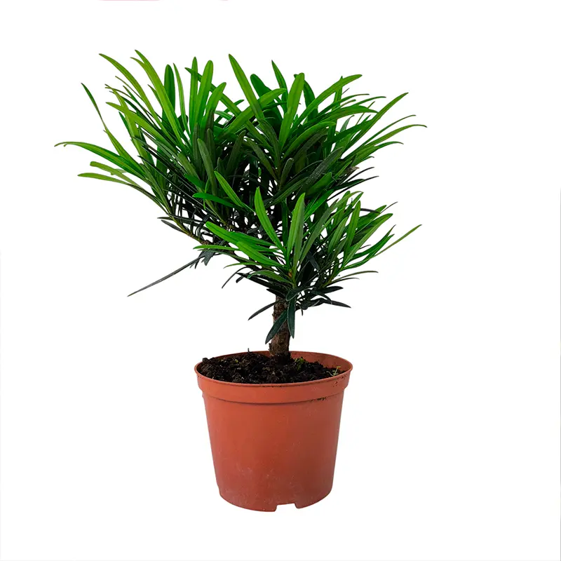 Подокарпус, подокарп, многоплодник / Podocarpus