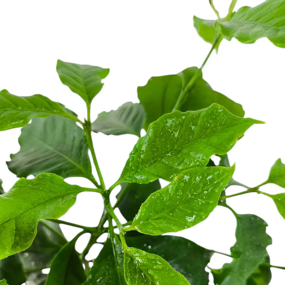 Кофе Арабика Каттура / Coffee Arabica Caturra