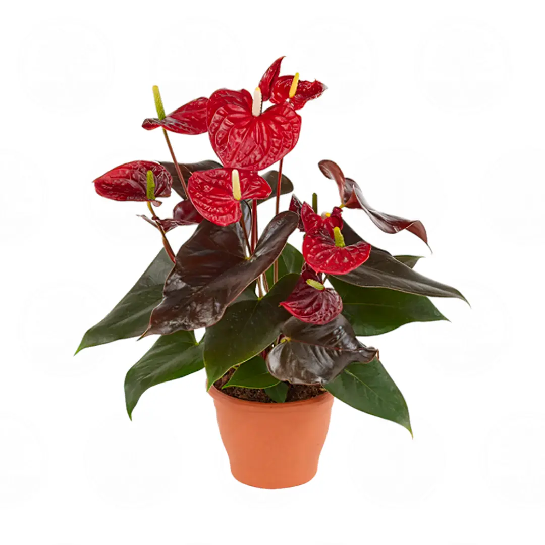 Антуриум Корал Чампион / Anthurium CORAL CHAMPION купить