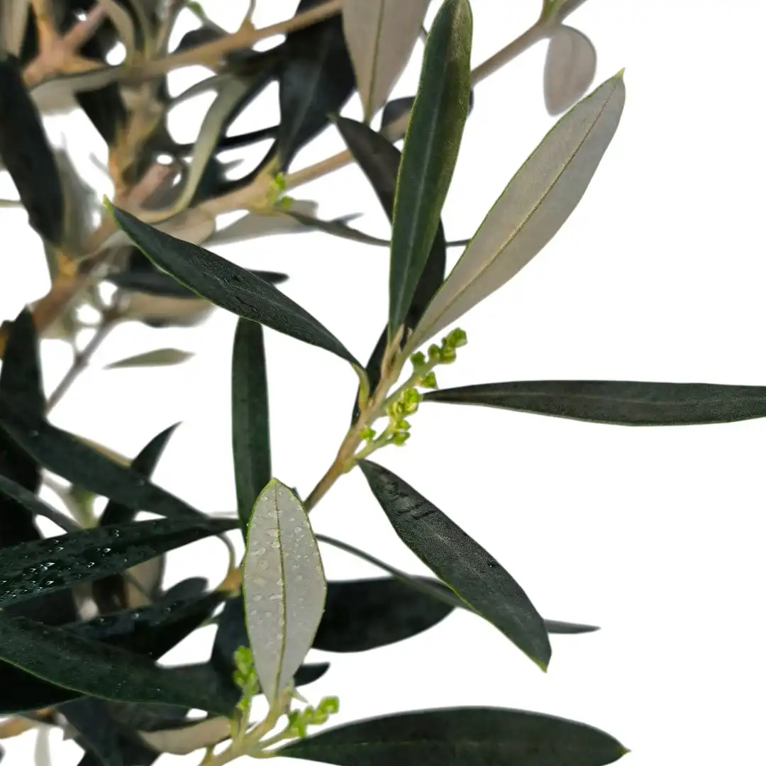 Олива европейская / Olea europaea