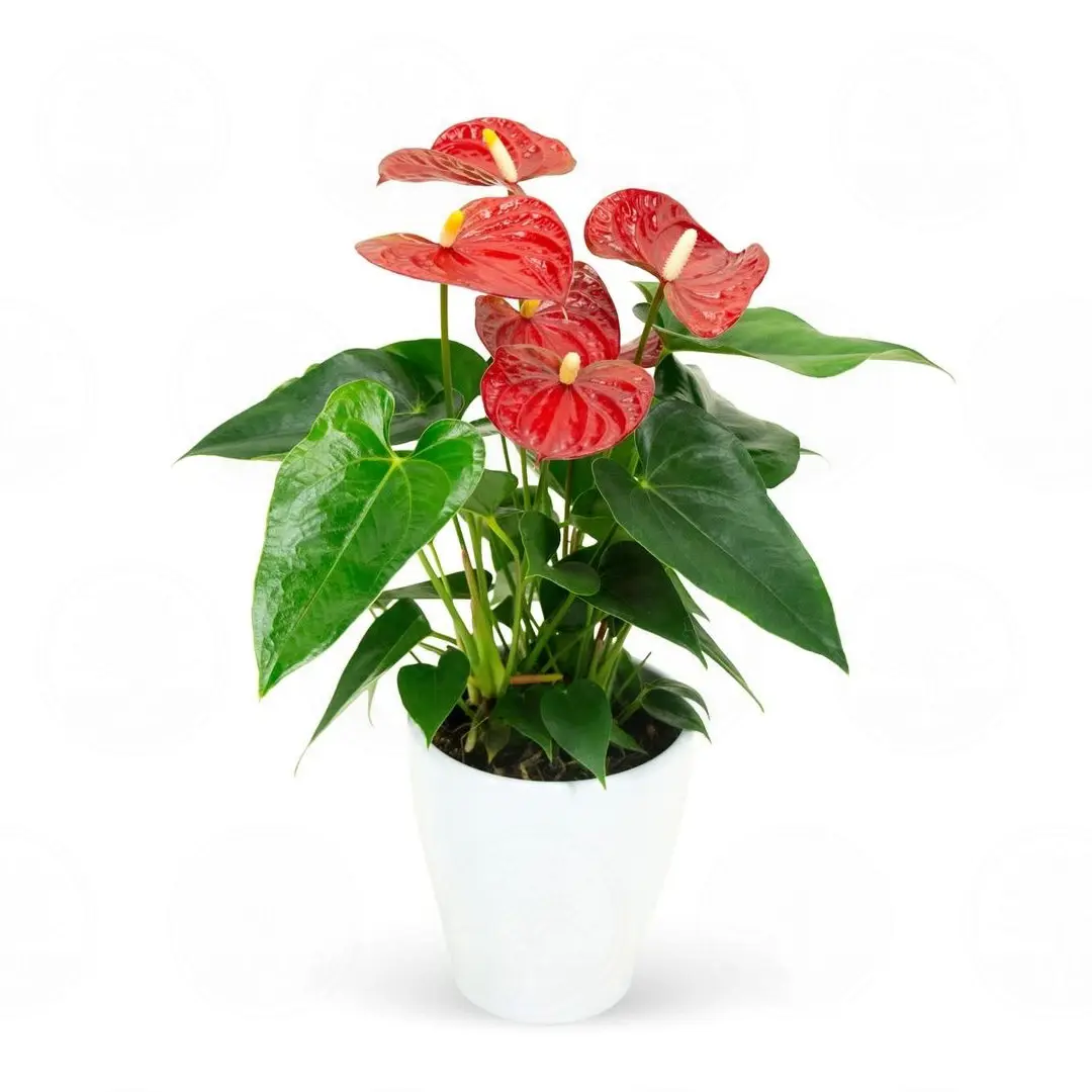 Антуриум Карма Ред / Anthurium KARMA RED купить